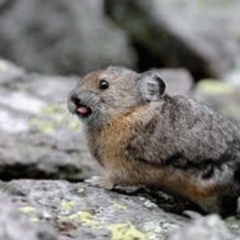 Sloth (USA-2) : The Sloth Anthem aka You're a Real Noise-Makin Champ!